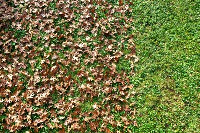 Clean Lawn with Leaf Removal