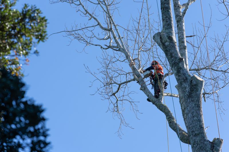 Professional Tree Trimming Equipment