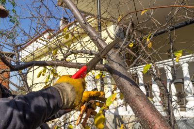 Seasonal Tree Maintenance