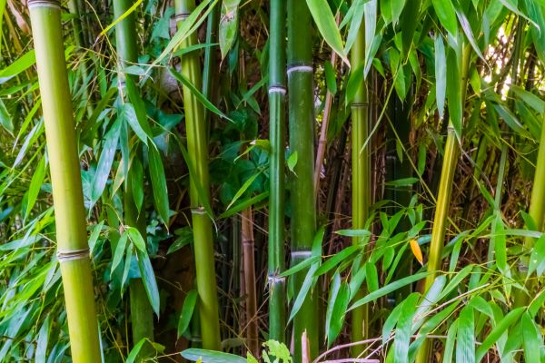 Cost of Bamboo Trimming in Encinitas