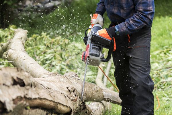 Cost of Branch Removal Service in Encinitas