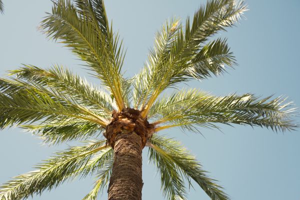 Palm Tree Pruning in Encinitas