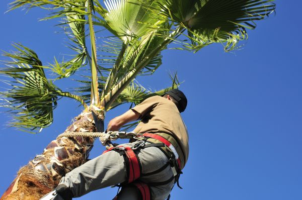 Palm Tree Trimming in Encinitas
