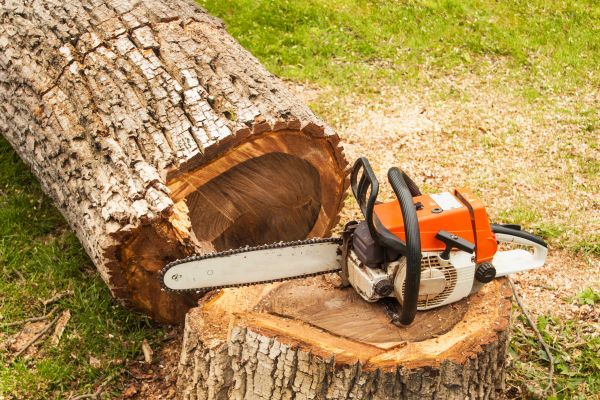 Tree Cutting Service in Encinitas