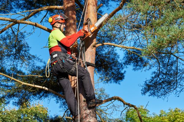 Tree Service in Encinitas
