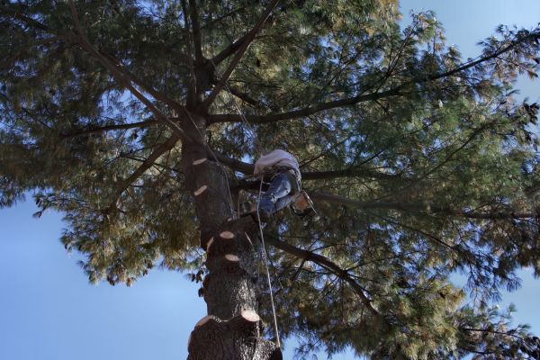 Trimming Service in Encinitas
