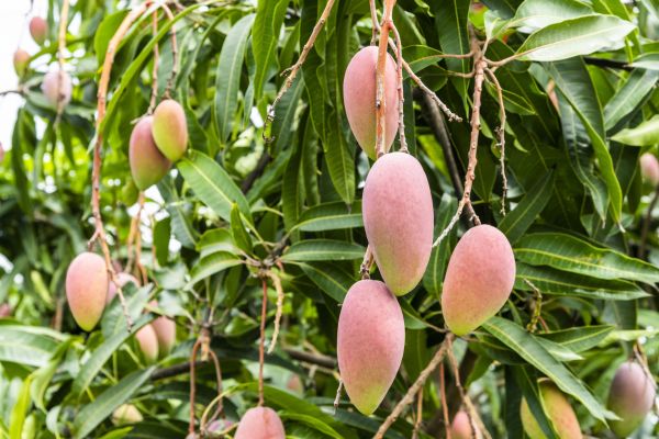 Cost of Mango Tree Trimming in Encinitas