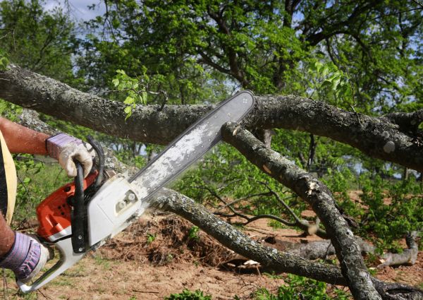 Cost of Tree Branch Cutting in Encinitas