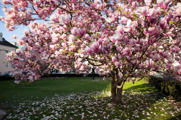 Ornamental Tree Pruning in Encinitas