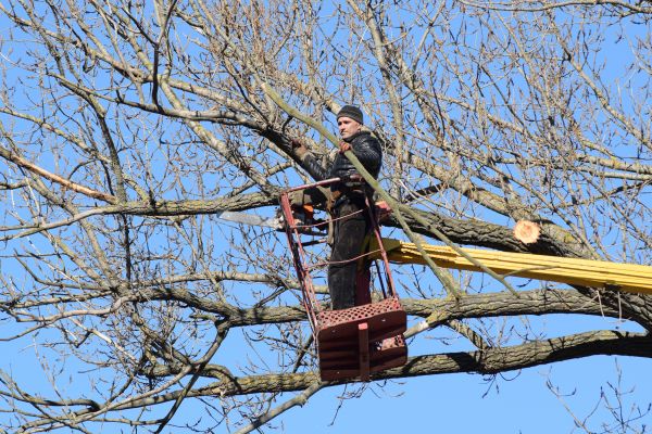 Emergency Tree Trimming in Encinitas
