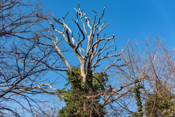 Deadwood Removal in Encinitas