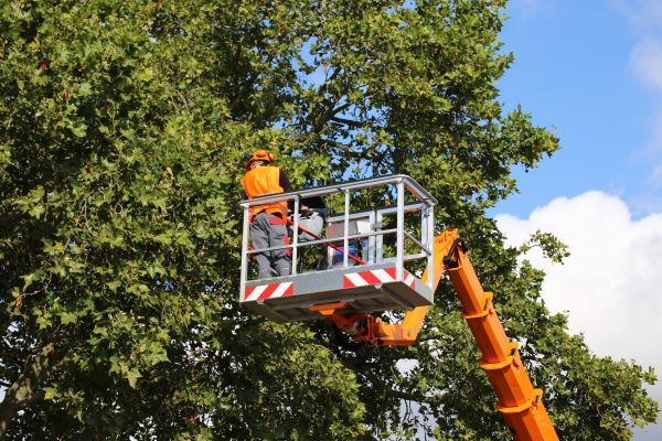 Commercial Tree Service in Encinitas