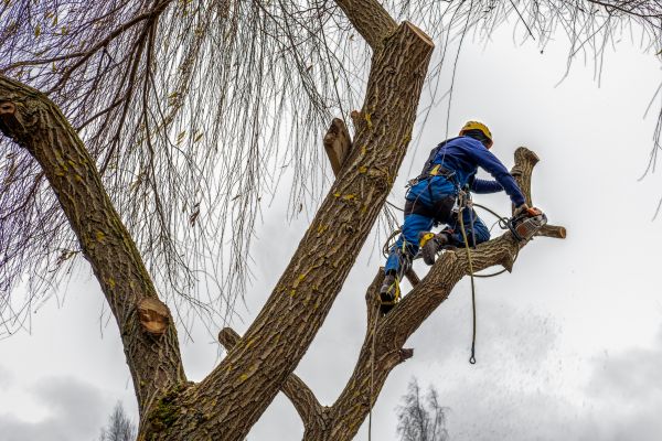 Cost of Tree Maintenance Service in Encinitas