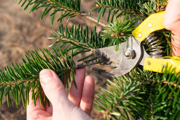 Pine Tree Pruning in Encinitas