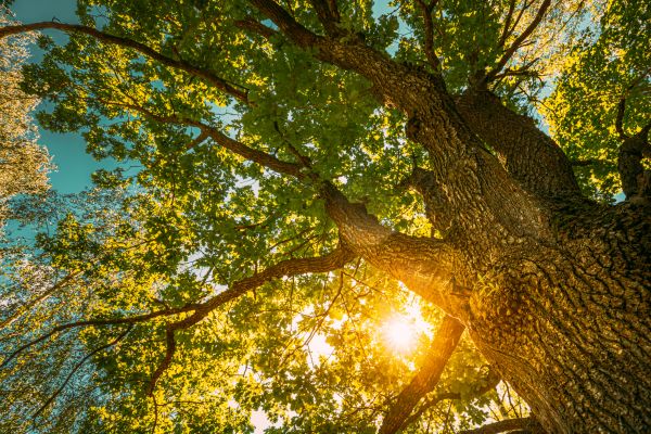 Cost of Oak Tree Pruning in Encinitas