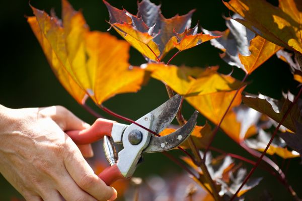 Cost of Maple Tree Pruning in Encinitas