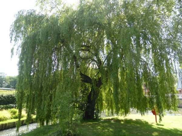 Cost of Willow Tree Trimming in Encinitas