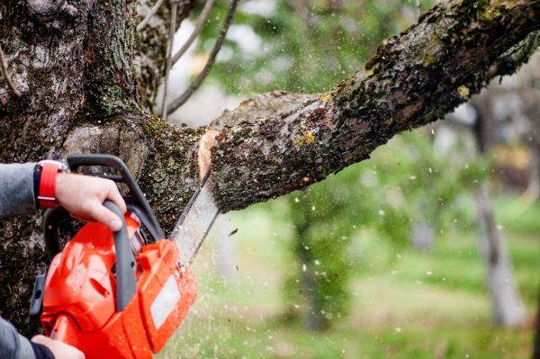 Cost of Tree Limbs Removal in Encinitas