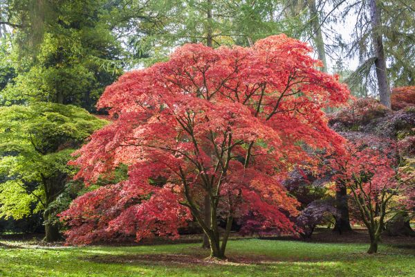 Japanese Maple Pruning in Encinitas