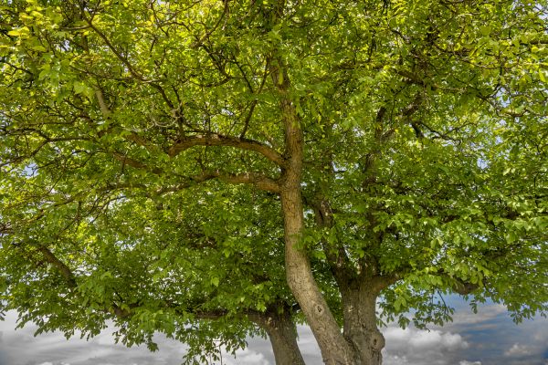 Cost of Walnut Tree Trimming in Encinitas