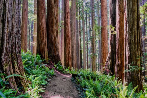 Redwood Tree Trimming in Encinitas