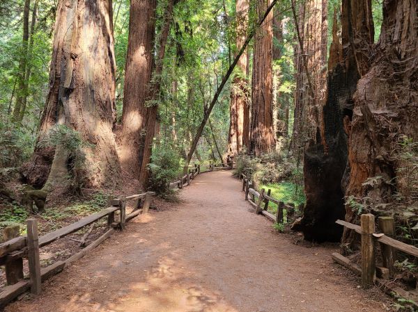 Cost of Redwood Tree Pruning in Encinitas