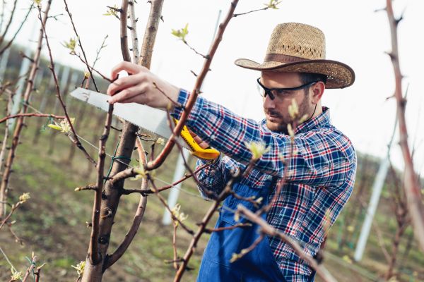 Orchard Tree Pruning in Encinitas