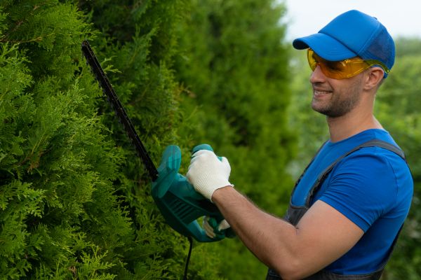 Tree Shaping Service in Encinitas
