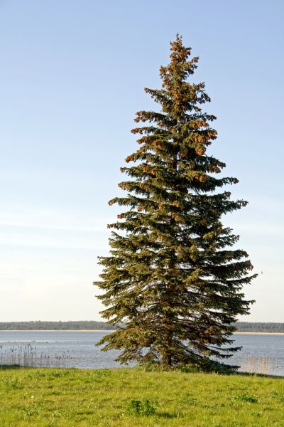 Cost of Spruce Tree Pruning in Encinitas