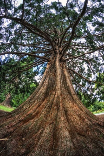 Cost of Cedar Tree Pruning in Encinitas