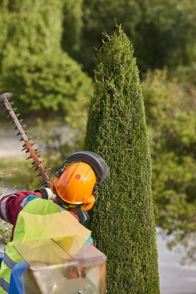 Cost of Cypress Tree Trimming in Encinitas