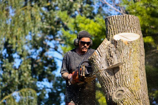 Cost of Ash Tree Pruning in Encinitas