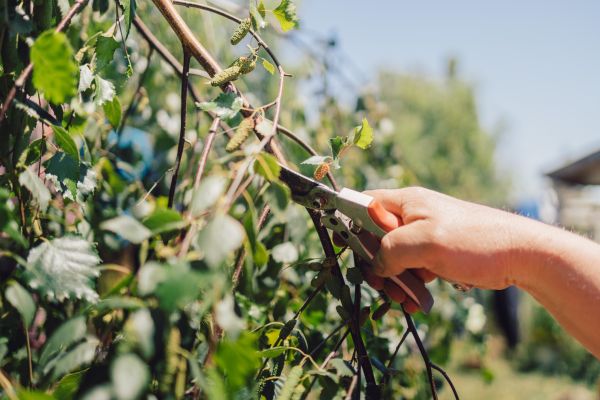 Cost of Birch Tree Pruning in Encinitas