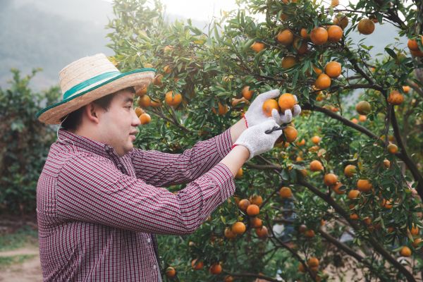 Cost of Orange Tree Pruning in Encinitas