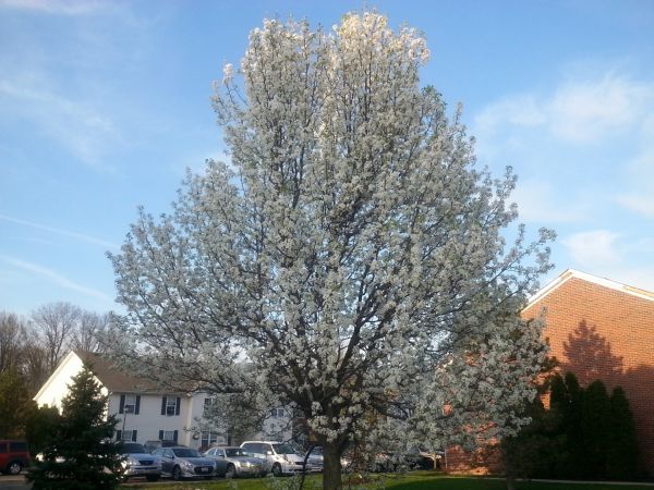 Cost of Bradford Pear Tree Pruning in Encinitas