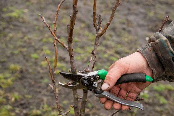 Cost of Pear Trees Pruning in Encinitas