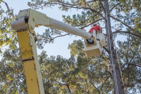 Limbs Trimming in Encinitas