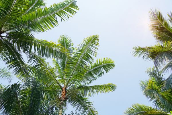 Queen Palm Tree Trimming in Encinitas