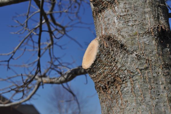 Limb Pruning in Encinitas