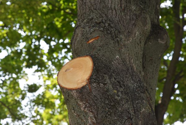 Limb Cutting in Encinitas