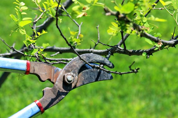 Branches Pruning in Encinitas