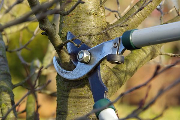 Tree Limb Trimming Service in Encinitas