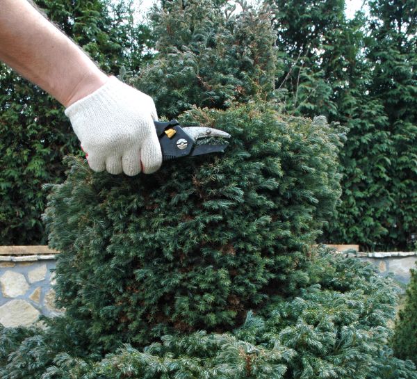 Ornamental Tree Trimming in Encinitas