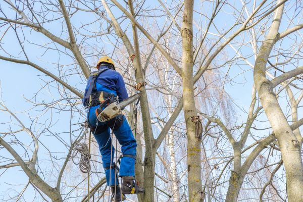 Large Tree Trimming in Encinitas