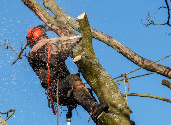 Tree Trimming Service in Encinitas