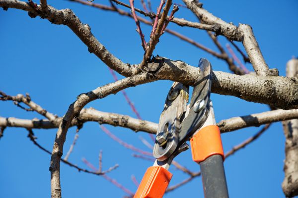Tree Pruning in Encinitas