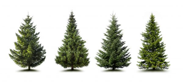 Cost of Pine Tree Trimming in Encinitas