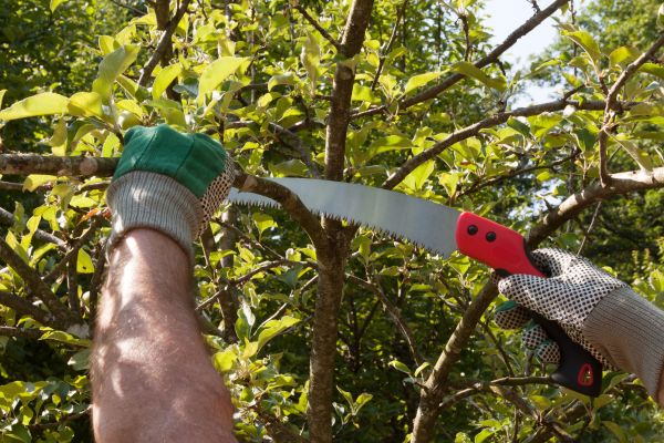 Apple Tree Trimming in Encinitas